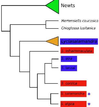Fig.  1.12  Simplified  phylogenetic  tree  of  the  family  Salamandridae  based  on  data  from  Zhang  et  al