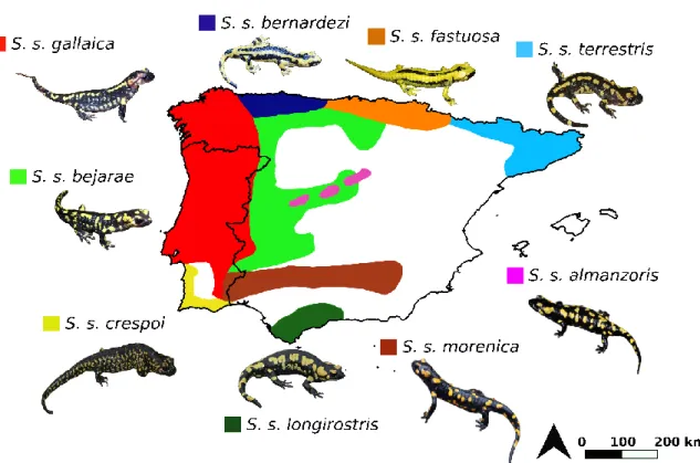 Fig. 1.14 Approximate distribution of the nine recognized  S. salamandra subspecies in the Iberian Peninsula