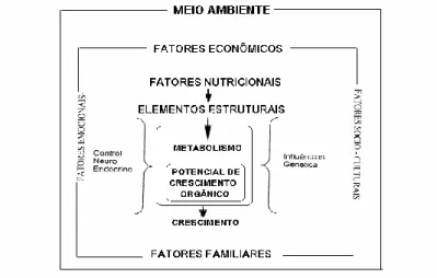 Figura 1- Principais fatores que regulam o crescimento. Adaptado de: Manual de Crescimento y desarrollo del  niño, Organización Panamericana de La Salud