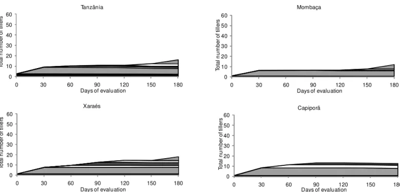 Figure 4b - Tiller demographic patterns of Brachiaria cultivars under free growth conditions throughout the experiment.