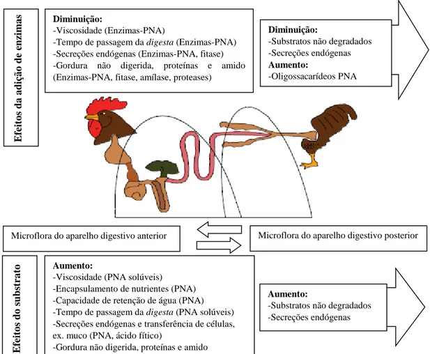 Figura 1 - Relação entre a adição de enzimas na dieta e a microflora do aparelho digestivo  Fonte: Adaptado de Kiarie et al