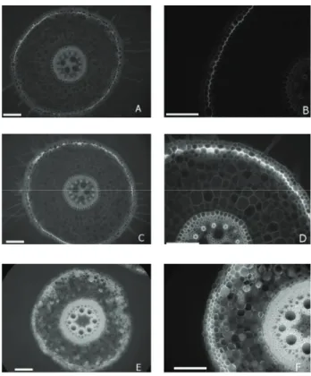 Figure 5 – Fluorescence photomicrography for lignin detection in  root sections of  B