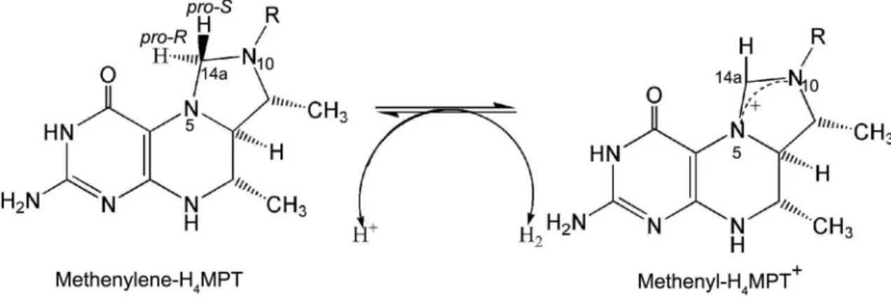 Figure 3 - Reaction catalyzed by the H 2 -forming methylene-H 4 MPT dehydrogenase. Adapted from Ferry (1999).