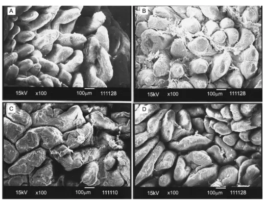 Figure 4 − Electron micrographs of duodenum from piglets at 50 days of age, according to dietary treatments: Control (A), Purified cellulose (B),  Soybean hulls (C) e Citrus pulp (D)