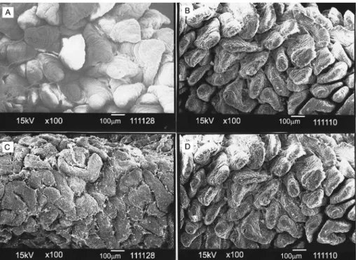 Figure 1 − Electron micrographs of jejunum from piglets at 35 days of age, according to dietary treatments: Control (A), Purified cellulose (B),  Soybean hulls (C) e Citrus pulp (D)