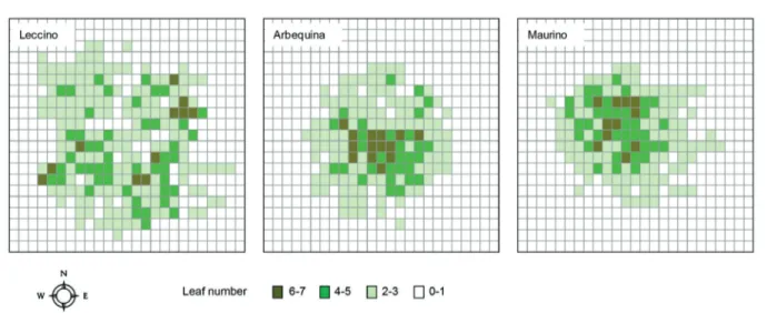 Figure 2 – Light microscopy images of olive leaves collected in July of the fourth year after planting: A Transversal semi-thin section of a leaf of  Maurino in which it is possible to distinguish the two epidermises, palisade-like and spongy parenchyma, b