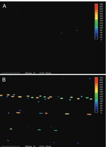 Figure 1 – Silicon deposition, as determined by X-ray microanalysis,  in the adaxial surface of leaves of wheat plants grown in hydroponic  culture containing 0 (A) or 2 mM of silicon (Si) (B) at 96 hours  after inoculation with Pyricularia oryzae