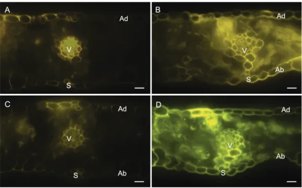 Figure 3 − Histochemical detection of flavonoids in transverse sections of leaves of wheat plants grown in hydroponic culture containing 0 (A and  C) or 2 mM of silicon (Si) (B and D) and inoculated with Pyricularia oryzae using Neu’s (A and B) and Wilson’