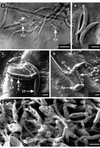 Figure 2 − Scanning electron micrographs showing the formation  and germination of oval conidia (Co) of Colletotrichum sublineolum  on the sorghum’s leaf surface inoculated with oval (C - D) or  falcate conidia (A - B)