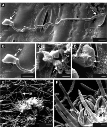 Figure 3 − Scanning electron micrographs showing the formation of  an appressorium (Ap; A, B, C and D) and acervuli (Ac; E and F) of  Colletotrichum sublineolum on the sorghum leaf surface inoculated  with oval conidia (Co)