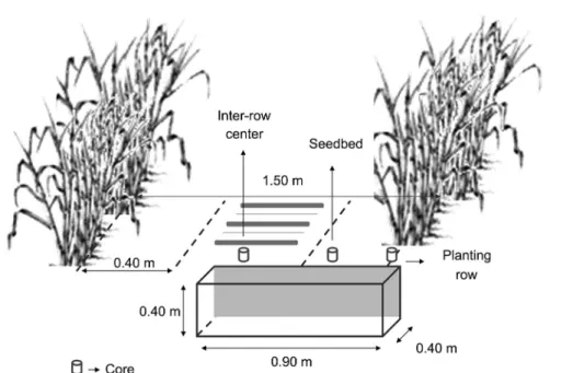 Figure 1 – Soil sampling scheme using cores in the treatments:  control (WCT) and controlled traffic (CT1 and CT2).