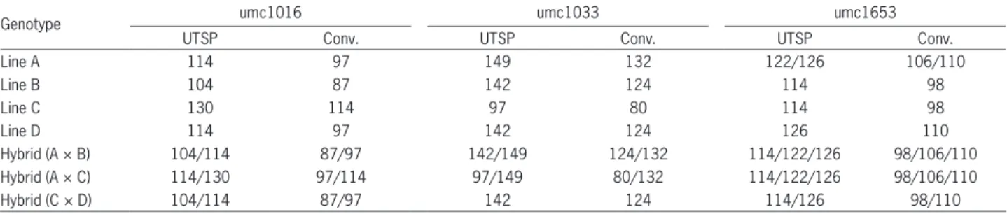 Table 2 – Estimated size in base pairs of the amplified fragments of three hybrids and their parents for SSRs umc1016, umc1033 and umc1653  using the universal tail sequence primers (UTSP) and the conventional fluorescently labeled primers (Conv.) in capil