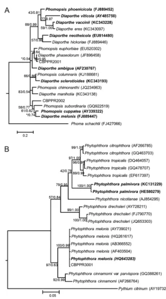 Figure 3 − A Bayesian inference phylogenetic tree of the Diaporthe/