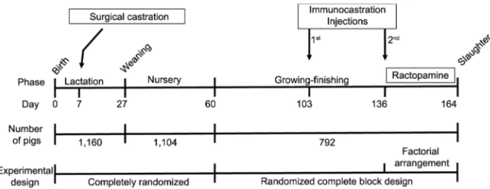 Table 1 – Ingredient and calculated composition of experimental  diets provided 28 days prior to slaughter.
