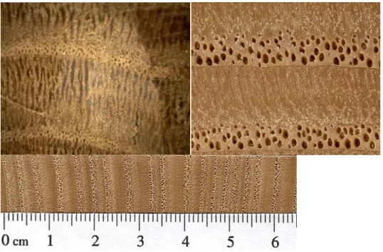 Figura 44 (acima esquerda) – Imagens da madeira do castanho de referência para comparação