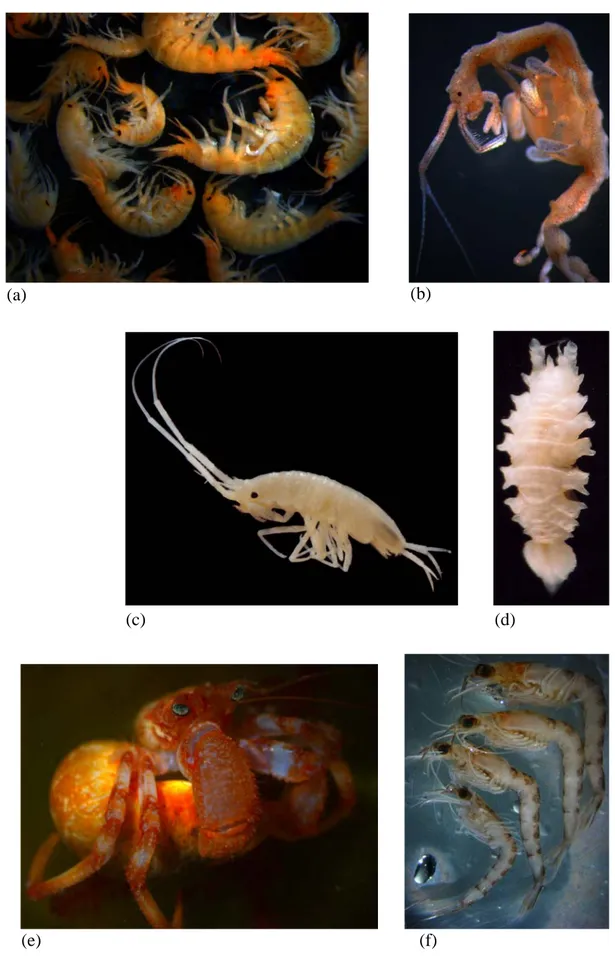 Figure 1.5: Eumalacostraca diversity. (a-b) Amphipoda; (c-d) Isopoda; (e) Decapoda; (f) Euphasiacea  (photo credits J Matzen da Silva (a,b,d,e) and MR Cunha (c,d))