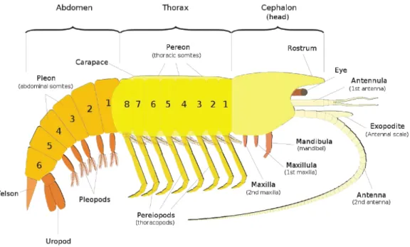 Figure 1.6: General Malacostraca morphological characteristics: the head has 6 segments, with a pair  of antennules and a pair of antennae, as well as mouthparts; stalked or sessile eyes; 8 pairs of thoracic  legs, of which several pairs are often modified