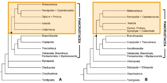 Figure 1.7:  Arthropoda phylogenetic trees (A and B inferred by bayesian and likelihood analysis,  respectively) based two mitochondrial markers, 16S rDNA and cytochrome c oxidase subunit I (COI),  and the nuclear ribosomal gene 18S rDNA (adapted from Koen