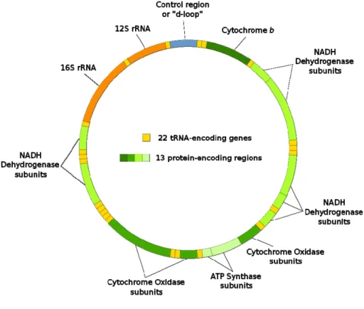 Figure 1.9: Schematic representation of the structure and gene organization of a general metazoan  (Mitochondrial_DNA_de.svg)