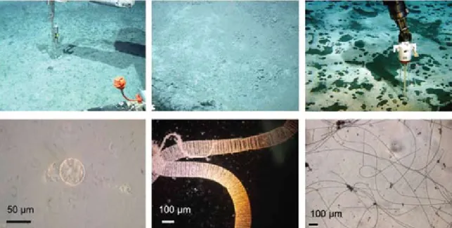 Figure 9. Macroscopic and microscopic images of microbial mats at cold seep ecosystems
