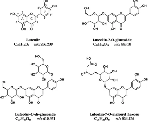 Figure 1. Luteolin-based chromophores (flavones)  Figure 1. Luteolin-based chromophores (flavones).