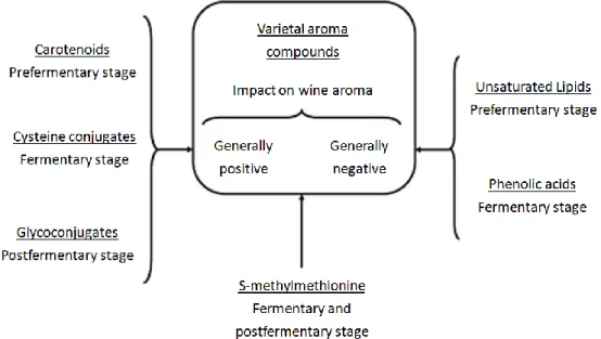 Figure  4.  Wine  aroma  precursors,  their  main  stages  of  degradation  during  the  wine  biotechnological sequence and general impact on wine aroma of the odorants generated (40)