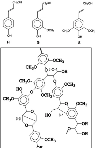 Figure  2.3.  Lignin  structural  units,  p-hydroxyphenyl  (H),  guiacyl  (G)  and  syringyl  (S),  and  the  schematic  representation of hardwood lignin (G and S units are linked by ether and carbon-carbon bonds)