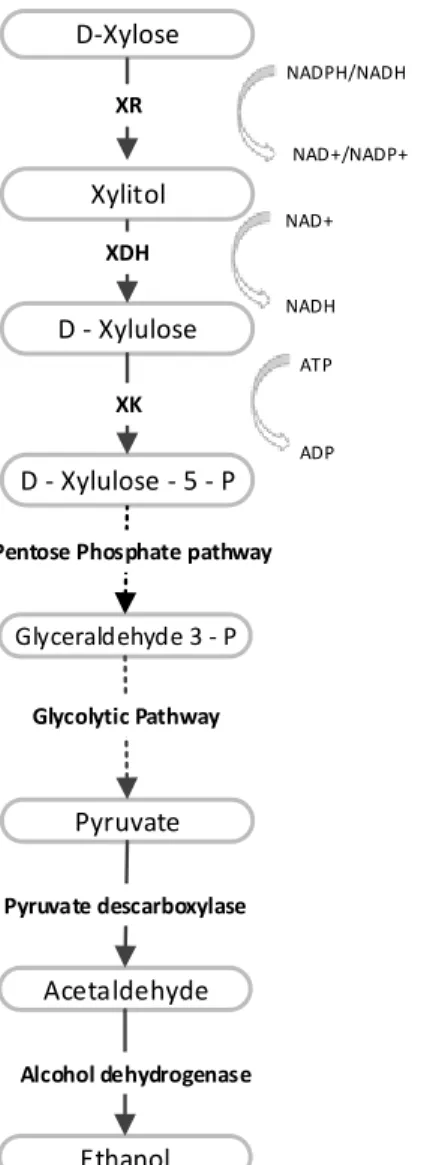 Figure 2.6. General D-xylose metabolic pathway in yeasts and fungi. 