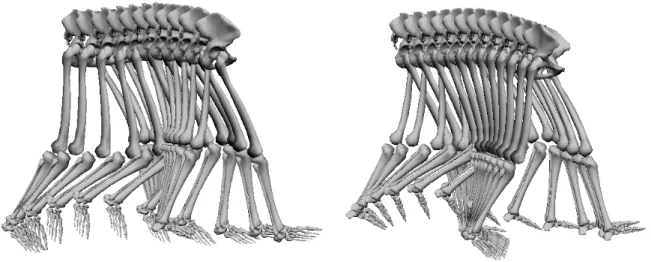 Figura 7 - Exemplificação do modelo de pêndulo (à esquerda) e pêndulo invertido (à direita) num  passo da marcha humana, tendo como referência o membro inferior direito