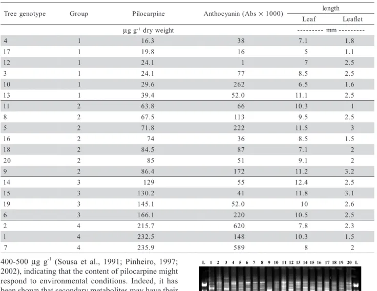 Table 1 - Pilocarpine, anthoyanin and leaf/leaflet length of the 20 tree genotypes of P