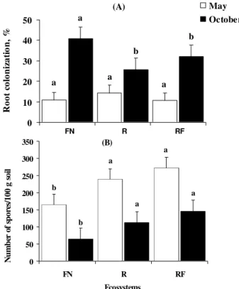 Figure 1 - Root colonization rate by arbuscular mycorrhizal fungi (A) and Number of spores (B) in natural (FN), introduced (R), and accidental fire-impacted (RF) Araucaria angustifolia ecosystems, in May and October
