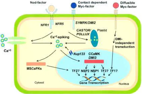 Figure 1 - Possible signal transduction pathways triggered by Nod- and Myc-factors in legume root cells