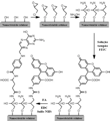 Figura 12 - Esquema da síntese de CNCs conjugados com FA e FITC (retirado de (79)). 