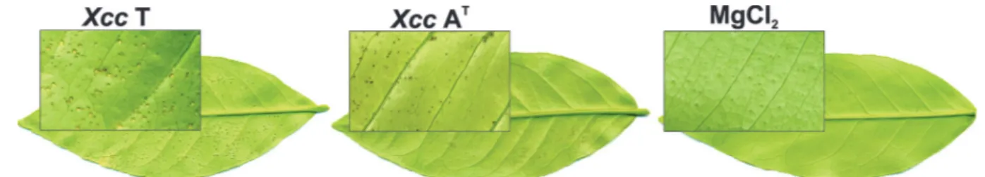 Figure 1 − Differential symptomatology induced in Citrus limon by Xcc T and Xcc A T . Foliar symptoms were observed at 7 days post-inoculation  (dpi) in leaves inoculated with either Xanthomonas citri subsp