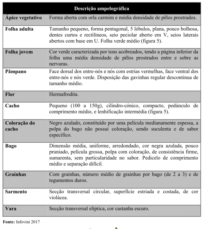 Tabela 2 – Descrição ampelográfica da casta Touriga Nacional. 