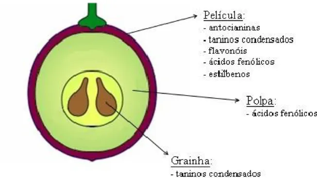 Figura 7 - Distribuição dos compostos fenólicos nas uvas. 