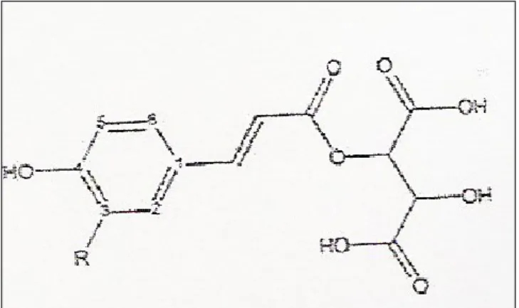 Figura 9 – Estrutura geral dos ácidos cinâmicos 