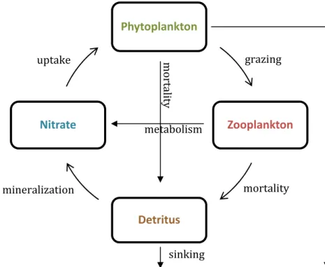 Figure 2 – Schematic representation of the NPZD model processes. 