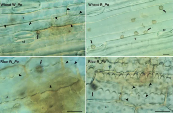 Figure 2 − Differential interference contrast microscopy of cleared leaves of wheat and rice plants at 96 hours after inoculation with the W_Po  and R_Po isolates of Pyricularia oryzae