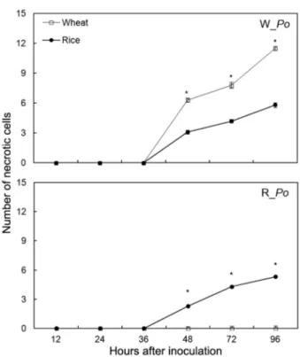 Figure 4 − Number of necrotic leaf epidermal cells of wheat and  rice plants at different hours after inoculation with the W_Po and  R_Po isolates of Pyricularia oryzae