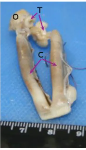 Figura 2 - Aspeto macroscópico do útero normal da gata. Constituído por 2 ovários (O), trompas (T) e  2 cornos uterinos (C)