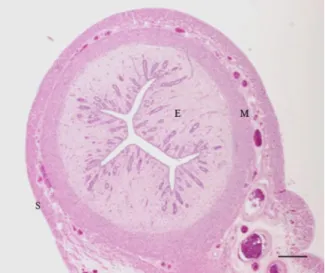 Figura 3 - Aspeto microscópico do útero de  gata.  E-endométrio;  M-miométrio;  Entre  as  duas  camadas  de  músculo  encontra-se  o  estrato  vascular  com  variados  vasos  sanguíneos