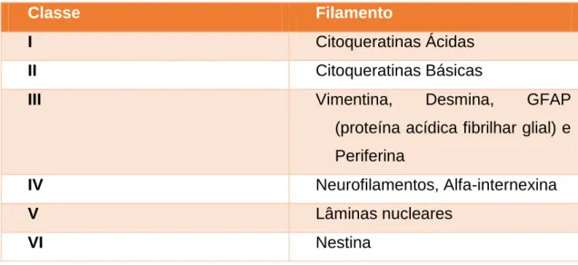 Tabela  I  -  Classificação  dos  diferentes  filamentos  intermédios  (adaptado  de  Machado  &amp;  Figueiredo,  1996)