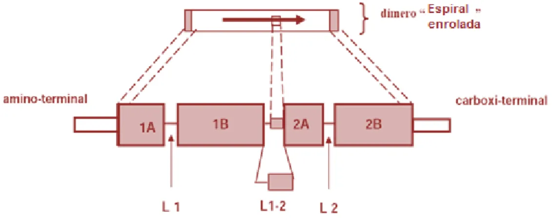 Figura 8 – Representação esquemática da estrutura dos filamentos intermédios (adaptado de: Haake,  1998)