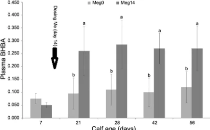 Figure 5 − Plasma beta-hydroxybutyrate (BHBA) (mmol L –1 ) of calves  dosed (Meg14) or not (Meg0) with M elsdenii;  ab Least square  means differ significantly between treatment groups at the same  time point (p &lt; 0.01).
