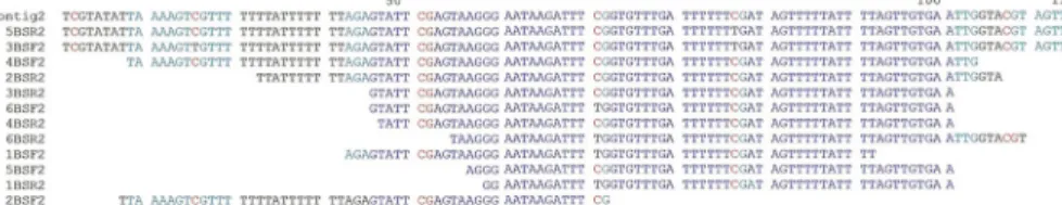 Figure 4 − Alignment of the CpG points between the original sequence of the Contig 2 and the sequences of the DNA treated with sodium bisulfite  from the different irradiated fig tree selections