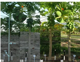 Figure 1 − Images used to estimate morph-agronomic plant traits. (A  and B) indicates the images used in the hybrid ‘UENF/Caliman-01’; 
