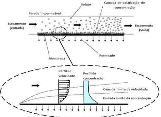 Figura 1.7 - Esquema representativo de filtração cruzada (adaptada de Farrel, 2008). 