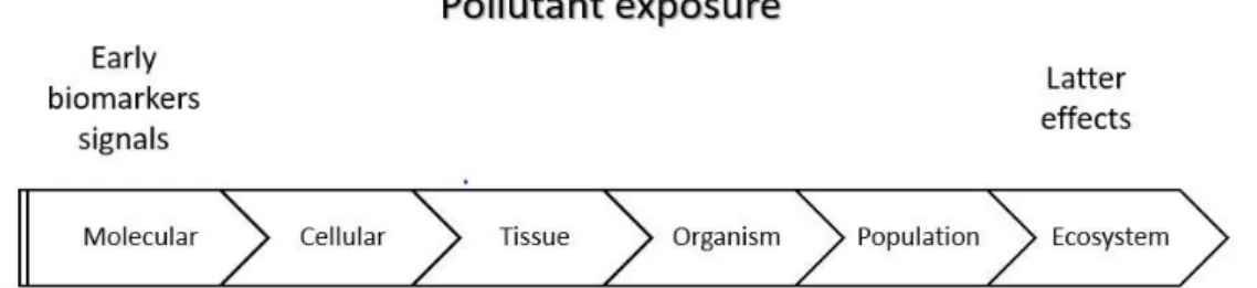 Figure 3: Representation of the hierarchy of responses to an exposure. (Adapted from Van der Oost et al