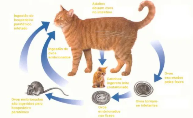 Figura  2  -  Ciclo  de  vida  geral  da  família  Ascarididae.  Adaptado  de  www.sherbourneanimalhospital.com/cat-roundworm/cat-roundworm-2/